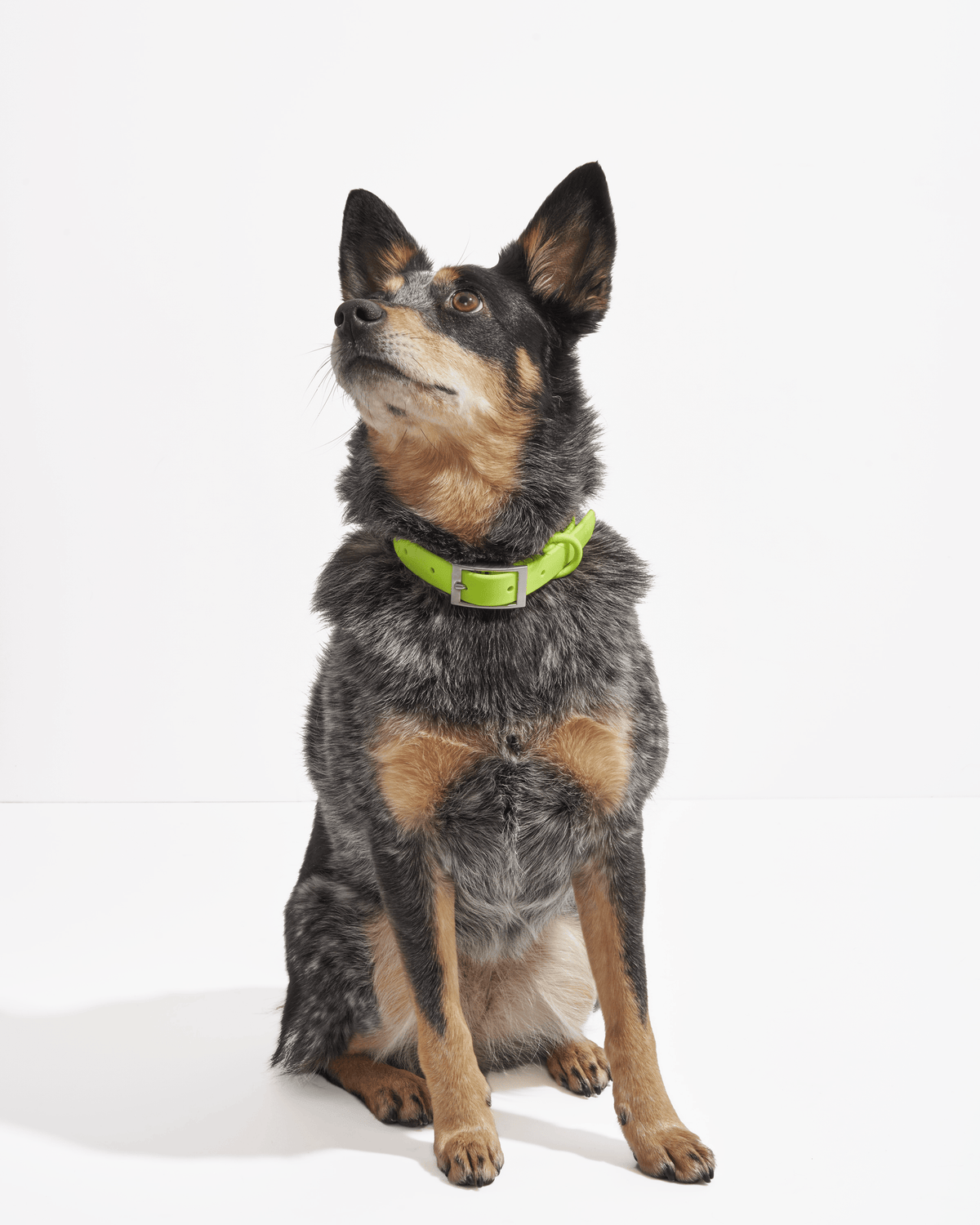 Limeade | WiFi, Heeler Chihuahua Mix, Wearing Medium