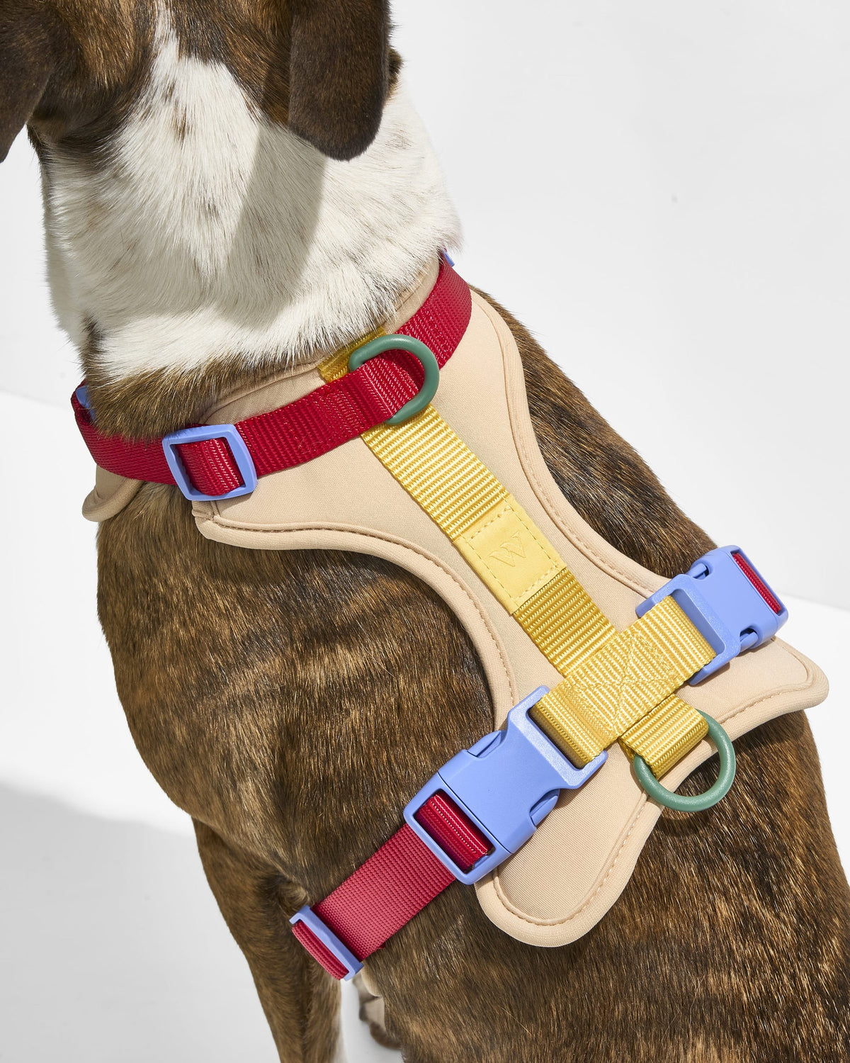 Cushioned Harness + Hands-Free Rope Leash Walk Kit