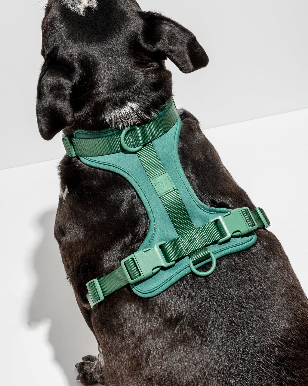Cushioned Dog Harness