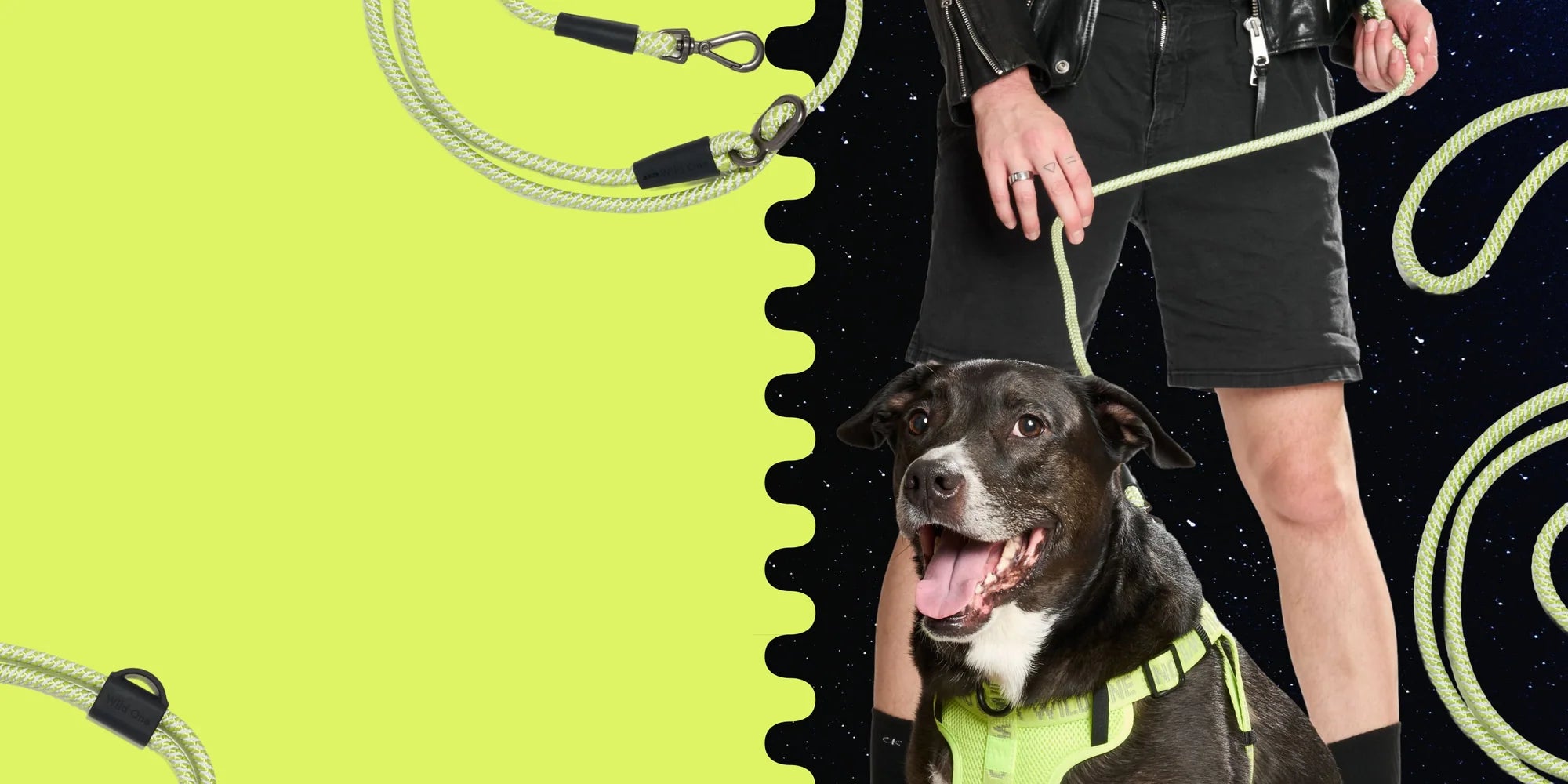 Dog wearing a Limeade harness and hands-free leash